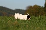 BOULEDOGUE FRANCAIS 1230